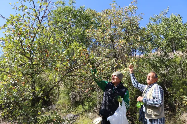 Doğada kendiliğinden yetişen kalp dostu meyve. Toplamak için dağların yolunu tuttular