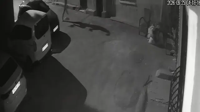 Korkunç anlar kamerada: Sahibi köpeğe tekme attı, sürükledi