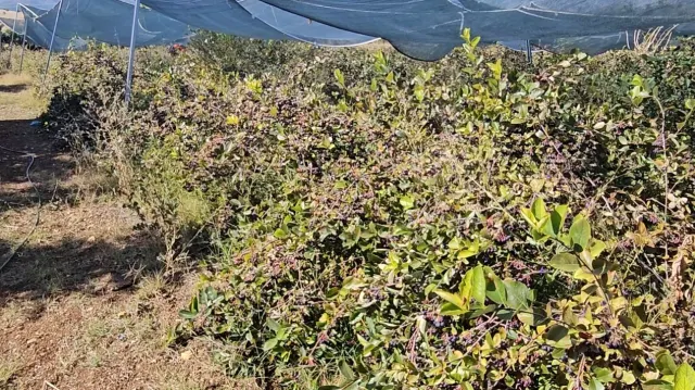 En güçlü antioksidan kaynaklarından biri. Tek tek elle toplanıyor
